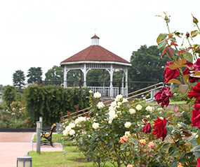 敷島公園・敷島公園門倉テクノばら園