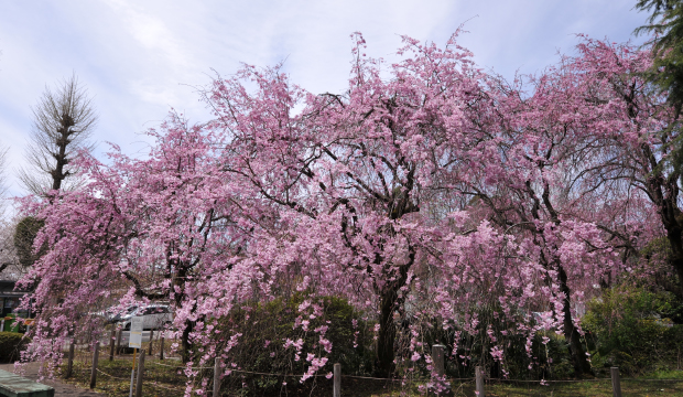 しだれ桜