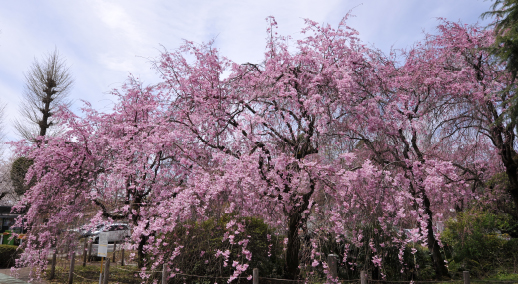 しだれ桜