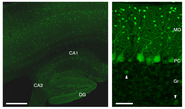 GABAニューロンを蛍光タンパク質で標識したGAD67-GFPマウスの大脳皮質、海馬（左）と小脳皮質（右）