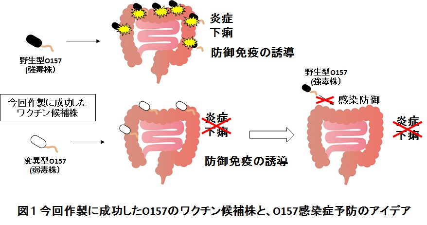 利用者:O157