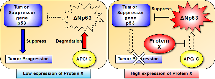 Novel regulation mechanisms of p63 and cancer progression