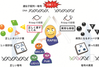 タンパク質の設計図を壊さないようにDNA切断を修復する新たな