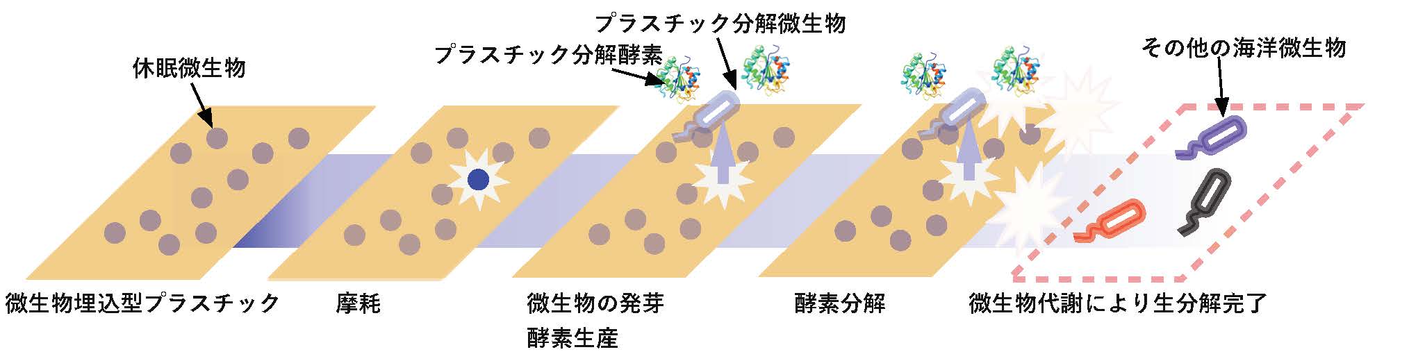 新しい海洋生分解性プラスチックの提案 〜微生物埋込型海洋生分解性