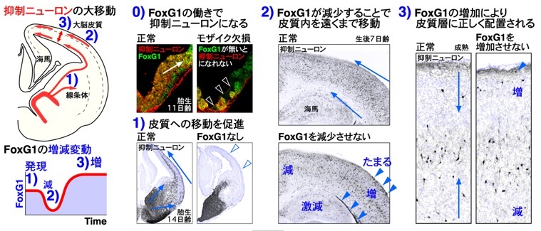 プレスリリース】大脳皮質抑制ニューロンの産生、移動、および層配置を
