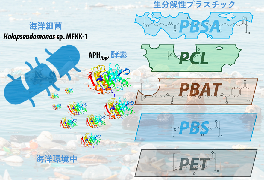 プレスリリース】海洋で分解が遅い化学合成生分解性プラスチックを海洋
