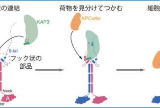研究成果リリース(機能形態学)_R071025