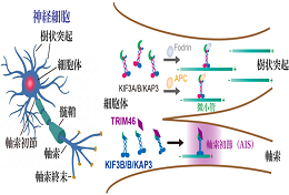 研究成果リリース（機能形態学）_R080331