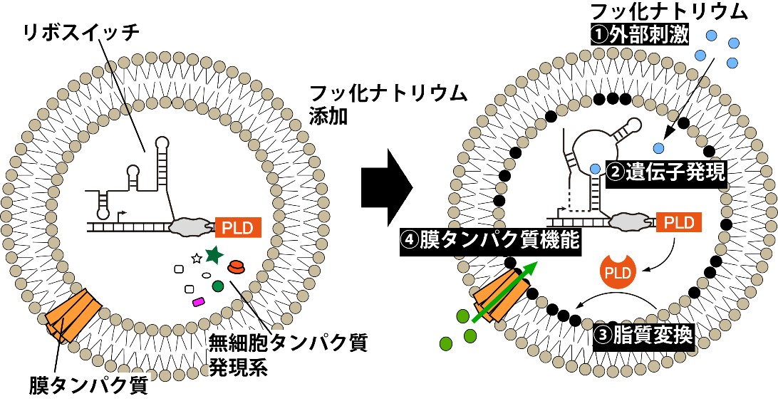 リポソ-ム応用の新展開 人工細胞の開発に向けて/エヌ・ティ-・エス/奥直人（単行本） プレスリリース】遺伝子発現と脂質変換を連動させた人工細胞 ― 刺激