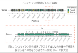 薬剤耐性菌実験施設・研究成果リリース